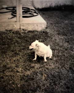 Susie the Day family dog